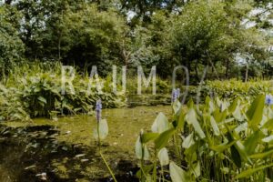 Gartenteich